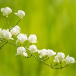 淡淡的花香  席慕蓉