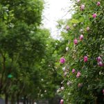 林清玄散文：激情的蔷薇