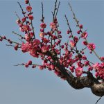 林清玄：人间有味是清欢